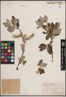 Foto von Salix caprea L.